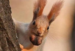 天涯最新爆料松鼠教育